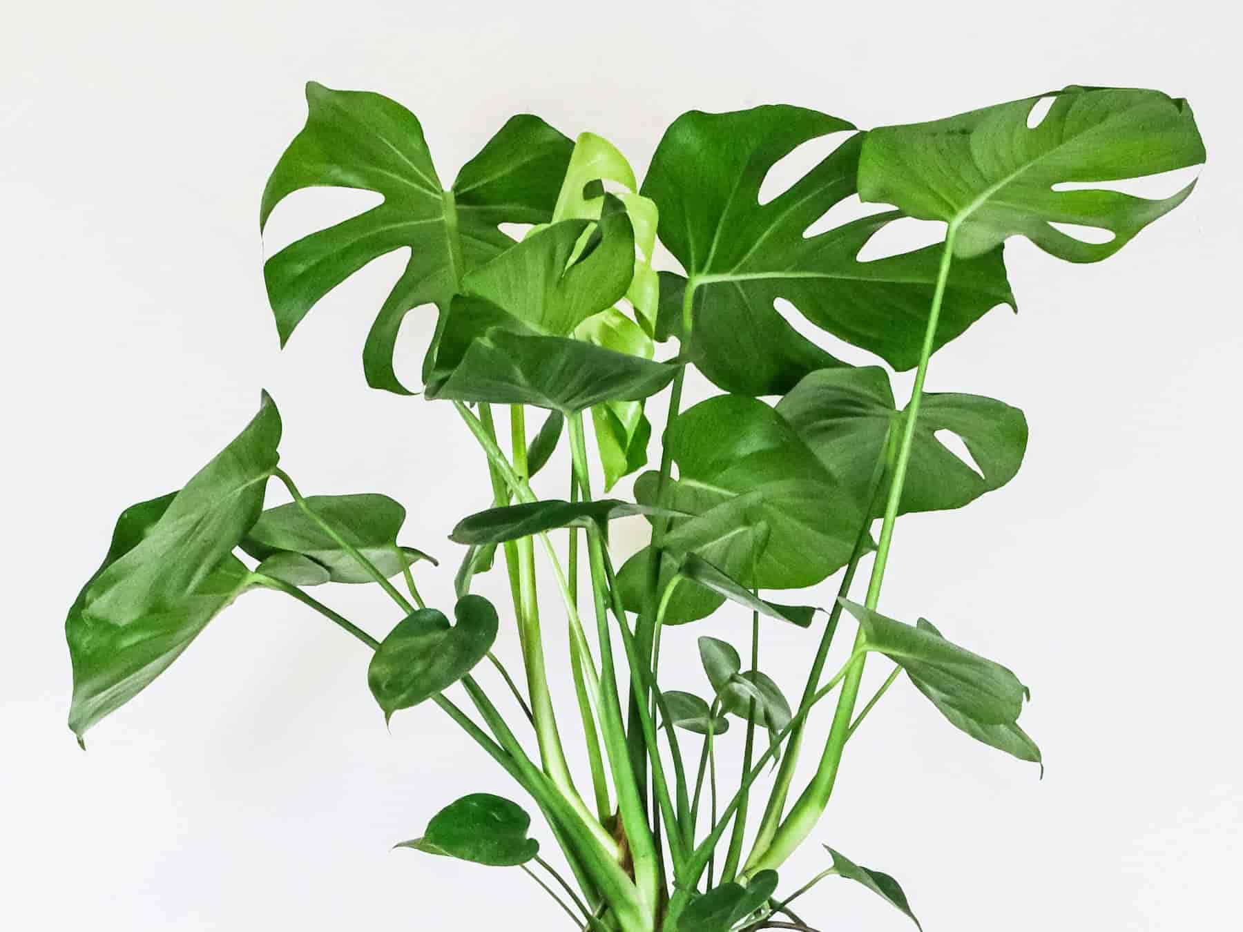 Monstera deliciosa in a white pot, its mature leaves deeply split with natural holes