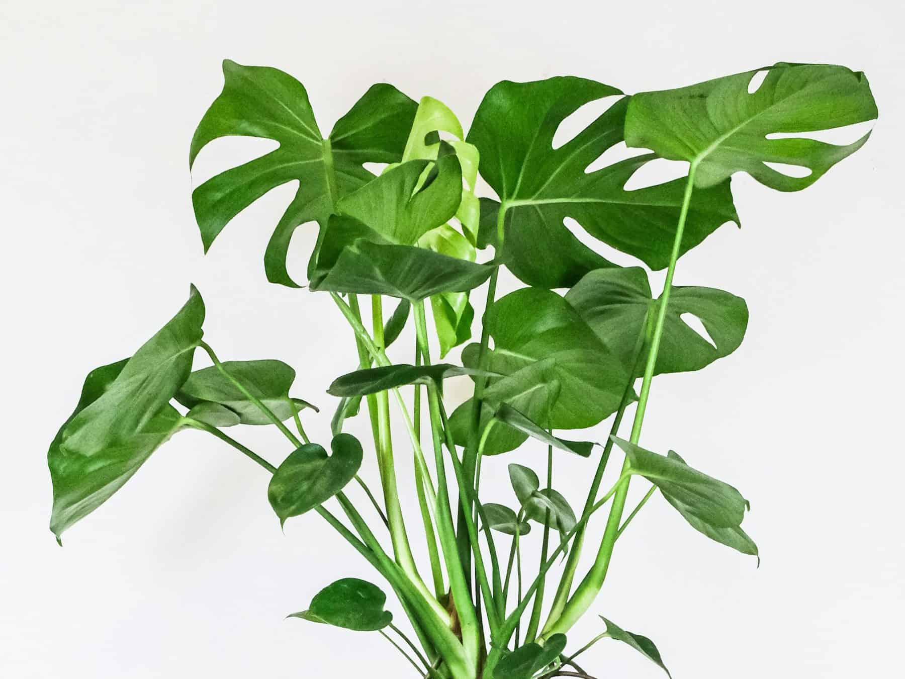 Monstera deliciosa in a white pot, its mature leaves deeply split with natural holes