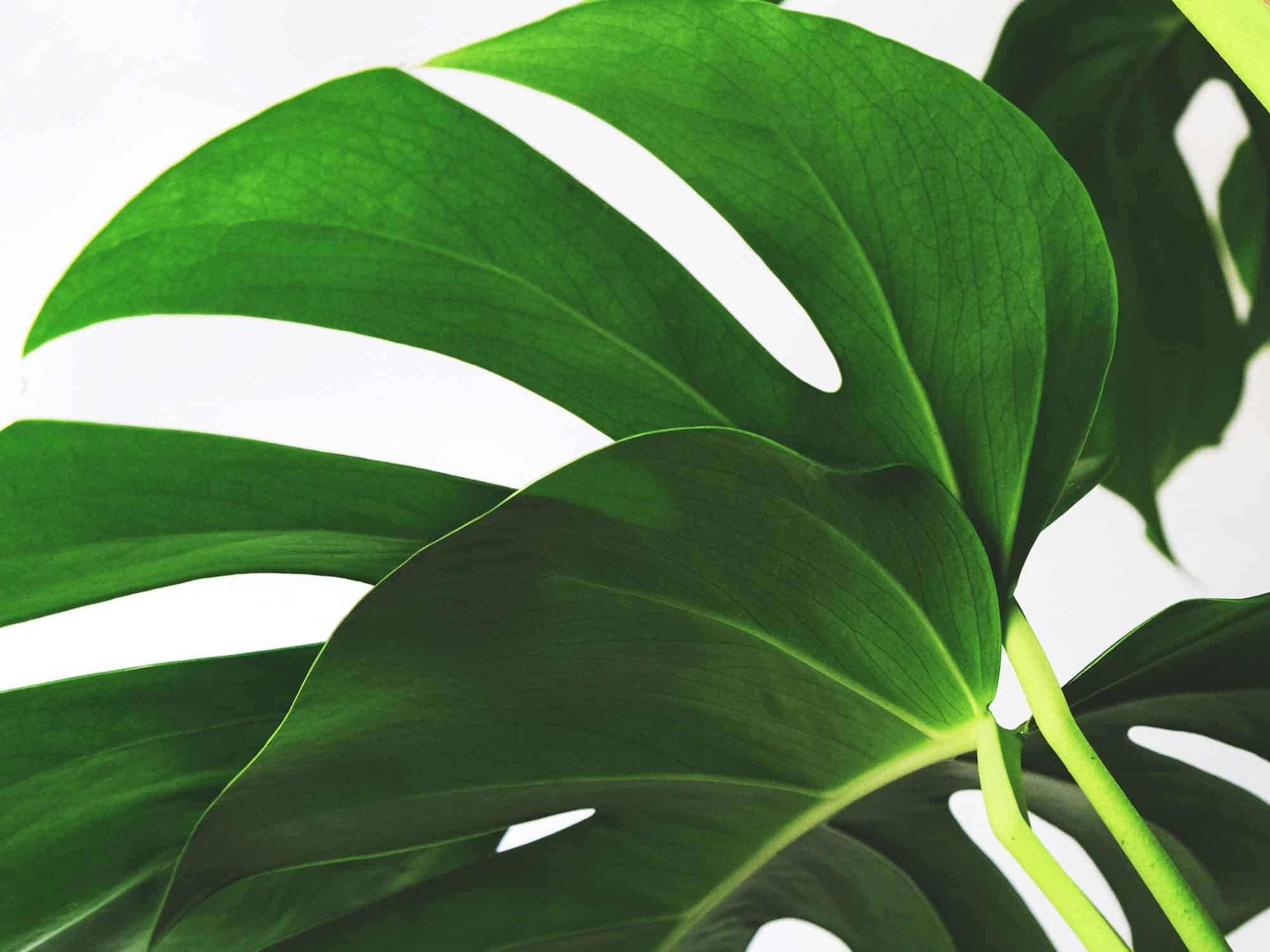 A single mature monstera leaf showing the deep splits and oval holes of a fenestrated leaf