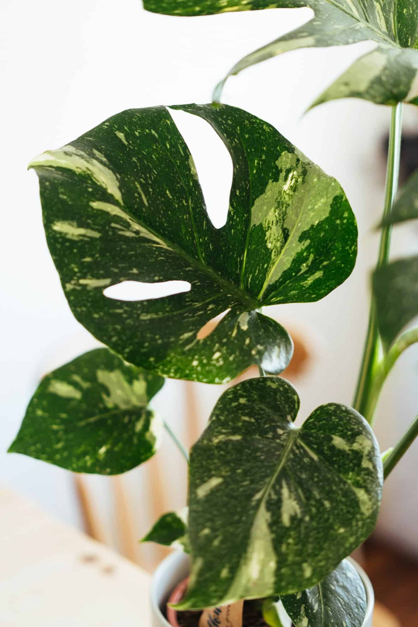 A variegated monstera with cream-speckled leaves