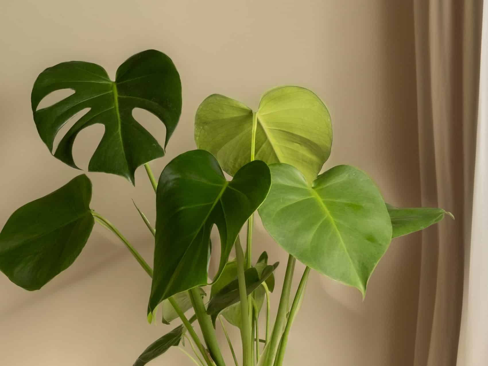 A young monstera whose leaves are still solid hearts — splits only appear as the plant matures