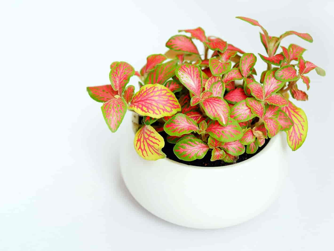 Fittonia with pink-veined leaves in a white bowl