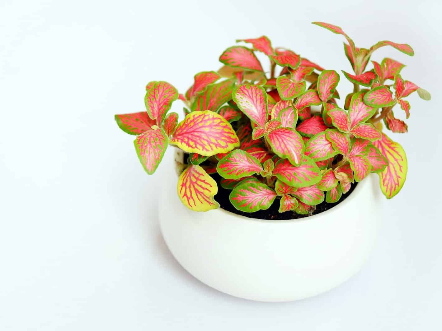 Fittonia with pink-veined leaves in a white bowl