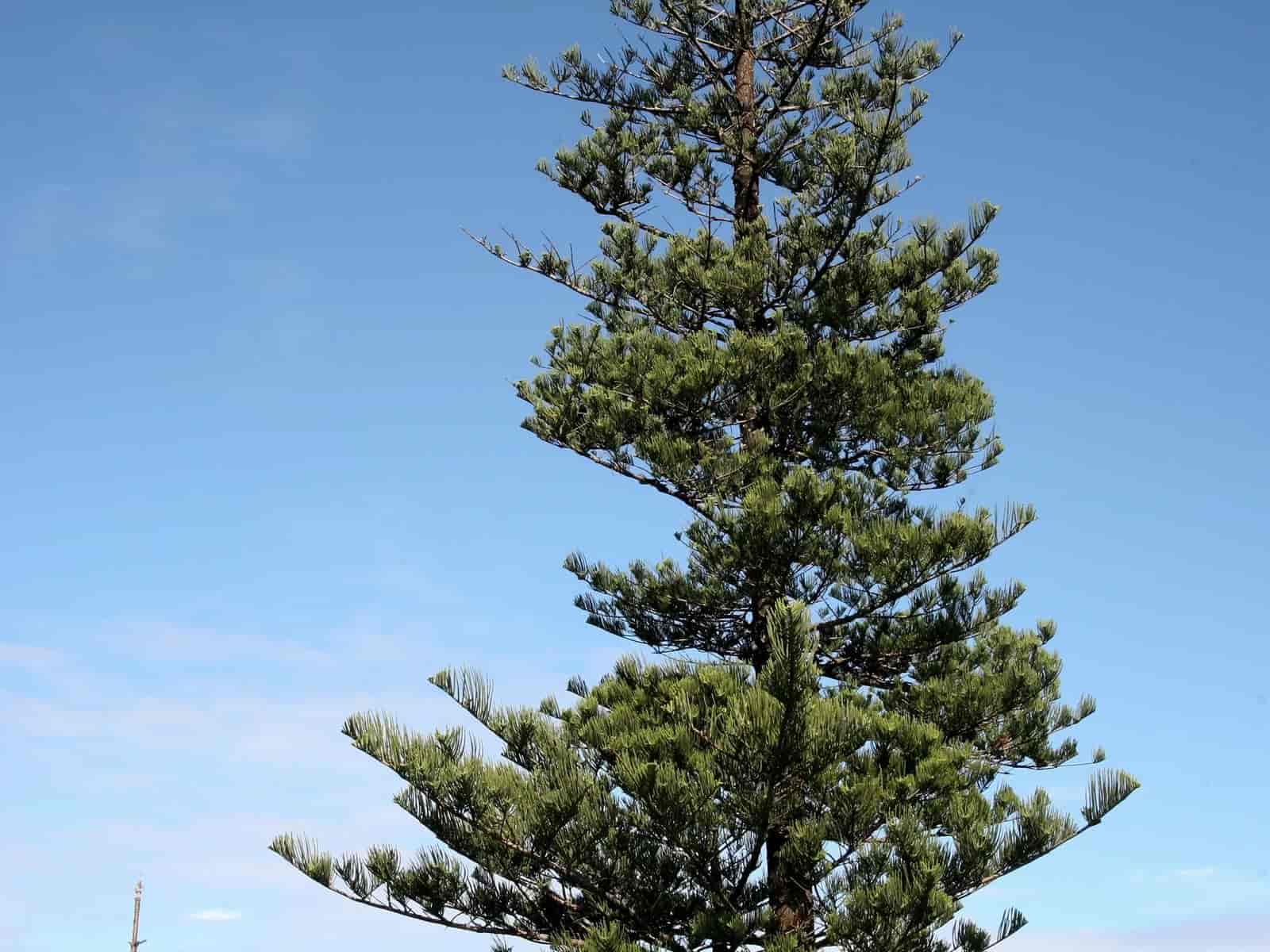 A tall Araucaria heterophylla (Norfolk Island pine) with symmetric tiered branches, photographed against a blue sky and ocean horizon.