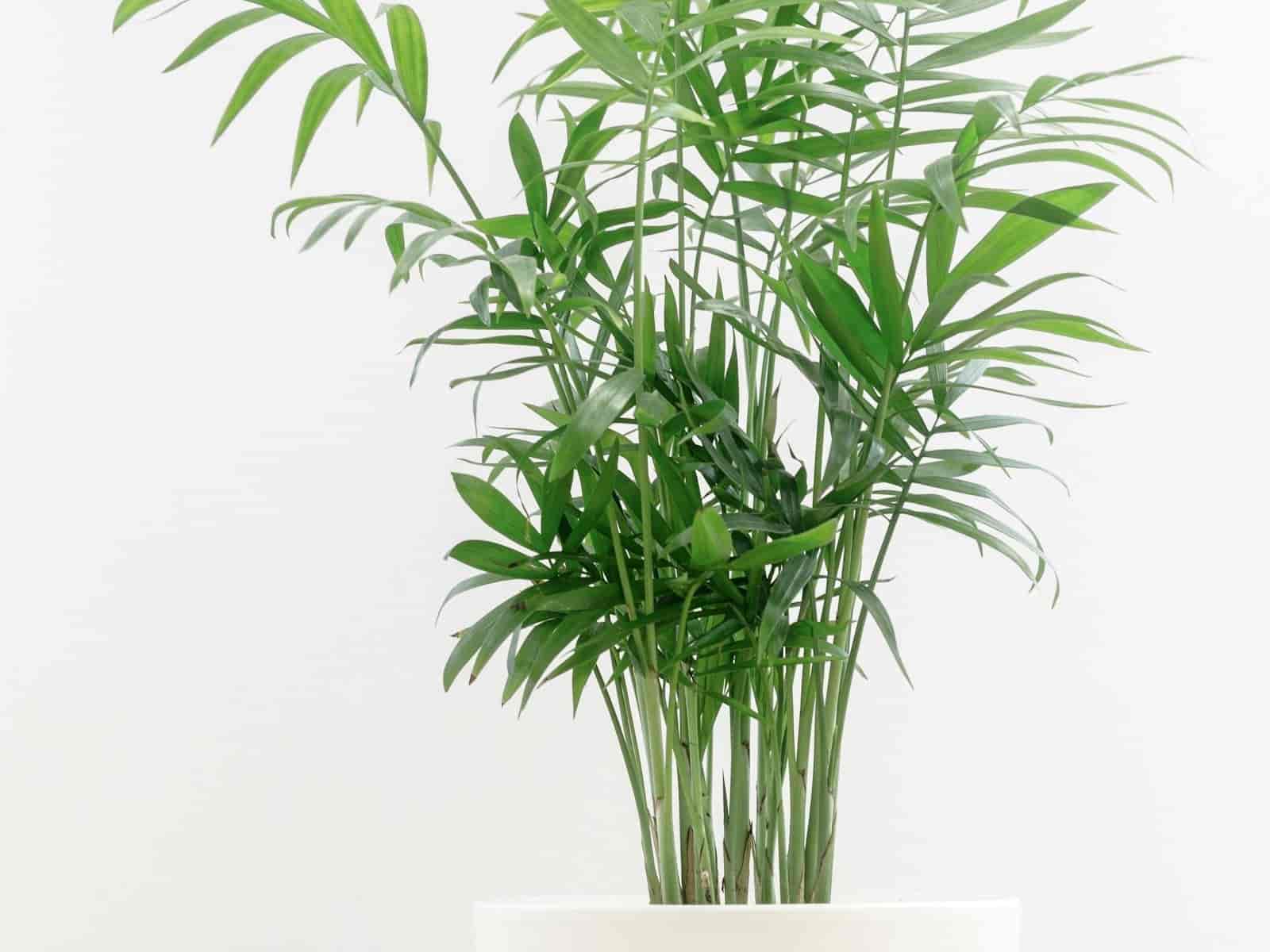Parlour palm with fine arching fronds in a pale pot