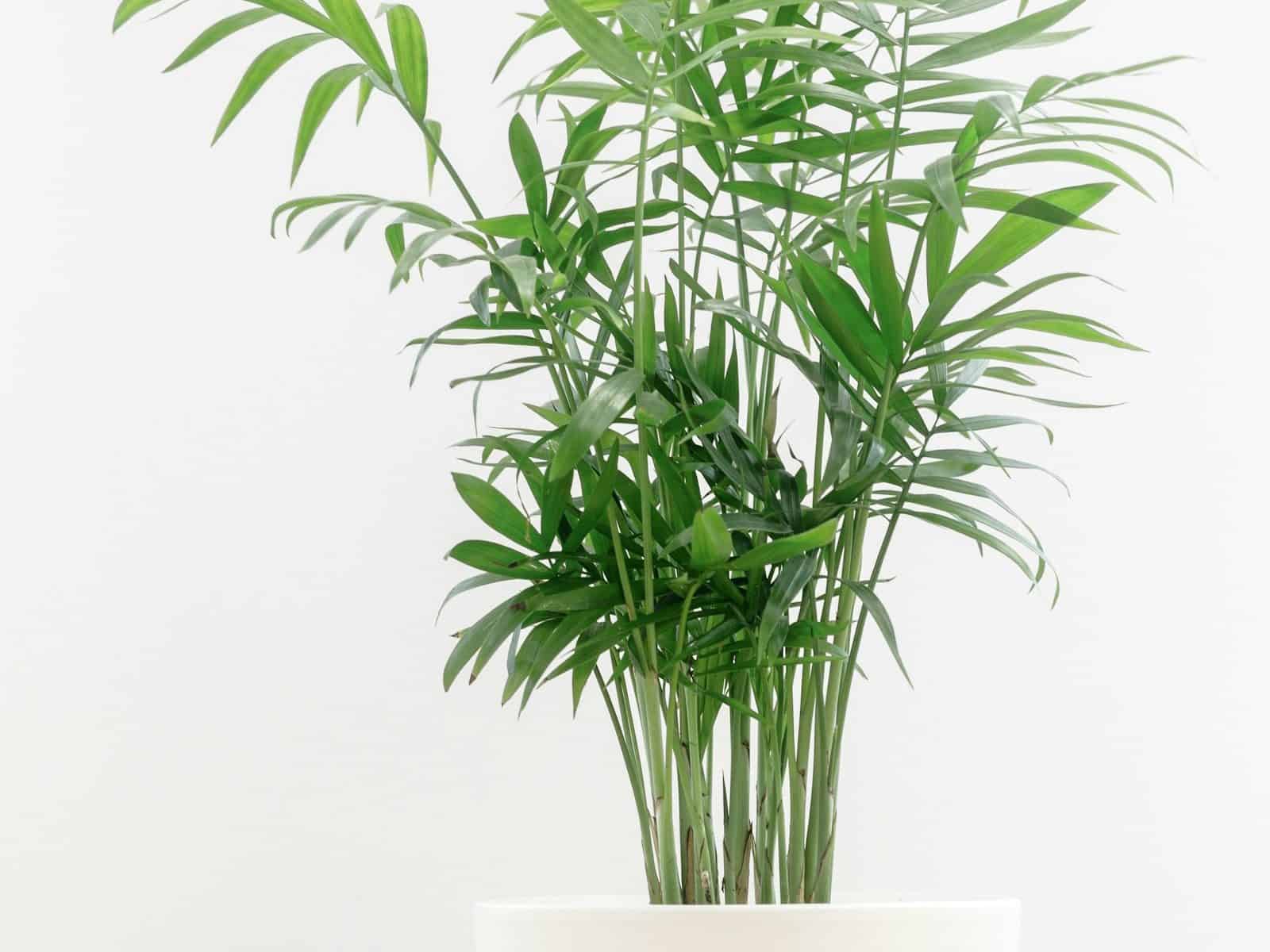 Parlour palm with fine arching fronds in a pale pot