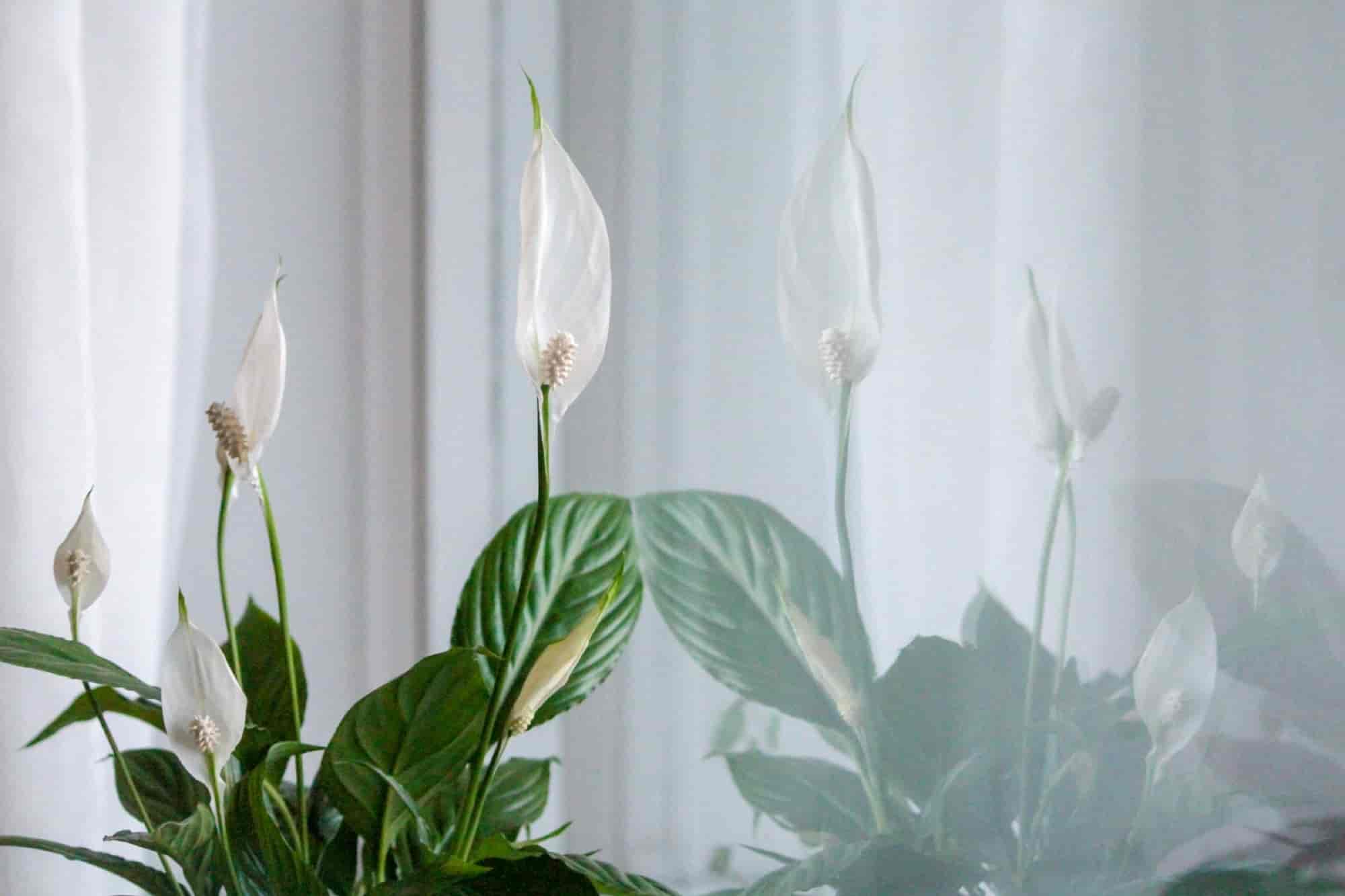 Peace lily in bloom with white spathes against a bright window