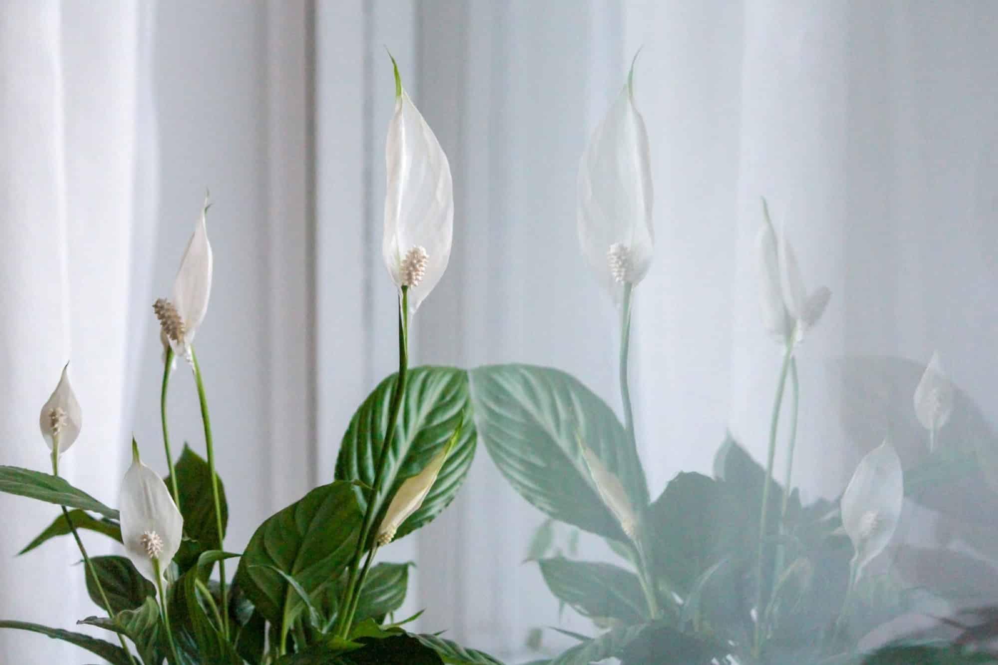 Peace lily in bloom with white spathes against a bright window