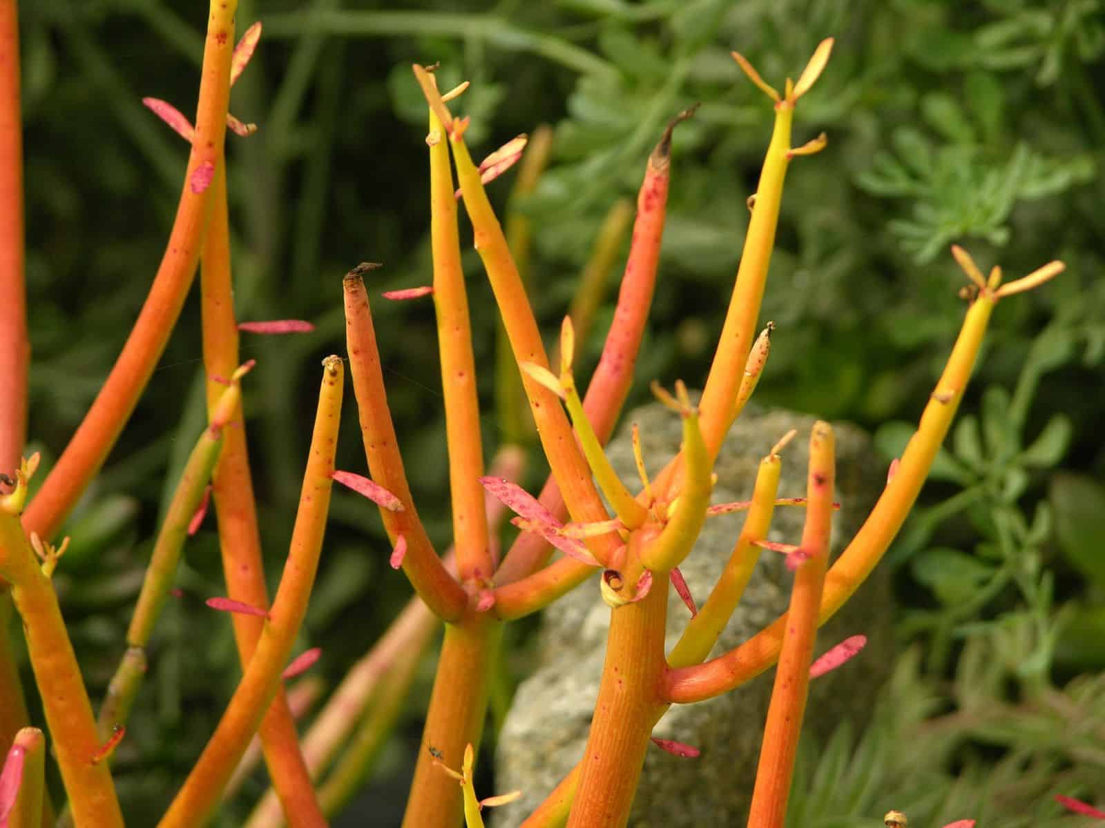 Close-up of Euphorbia tirucalli 'Firestick' (pencil cactus) with thin, orange-tipped succulent stems radiating outward.