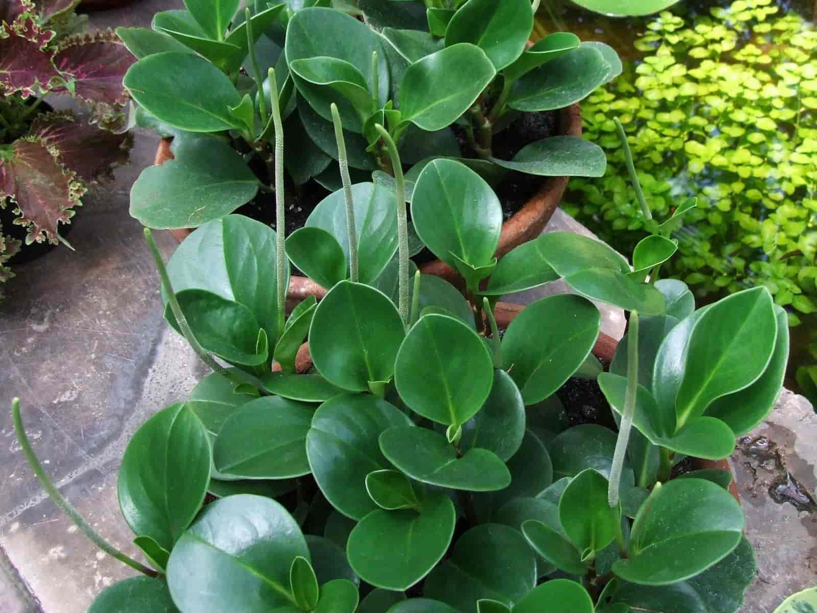 Potted Peperomia obtusifolia (baby rubber plant) with thick, glossy, oval green leaves in a terracotta pot.