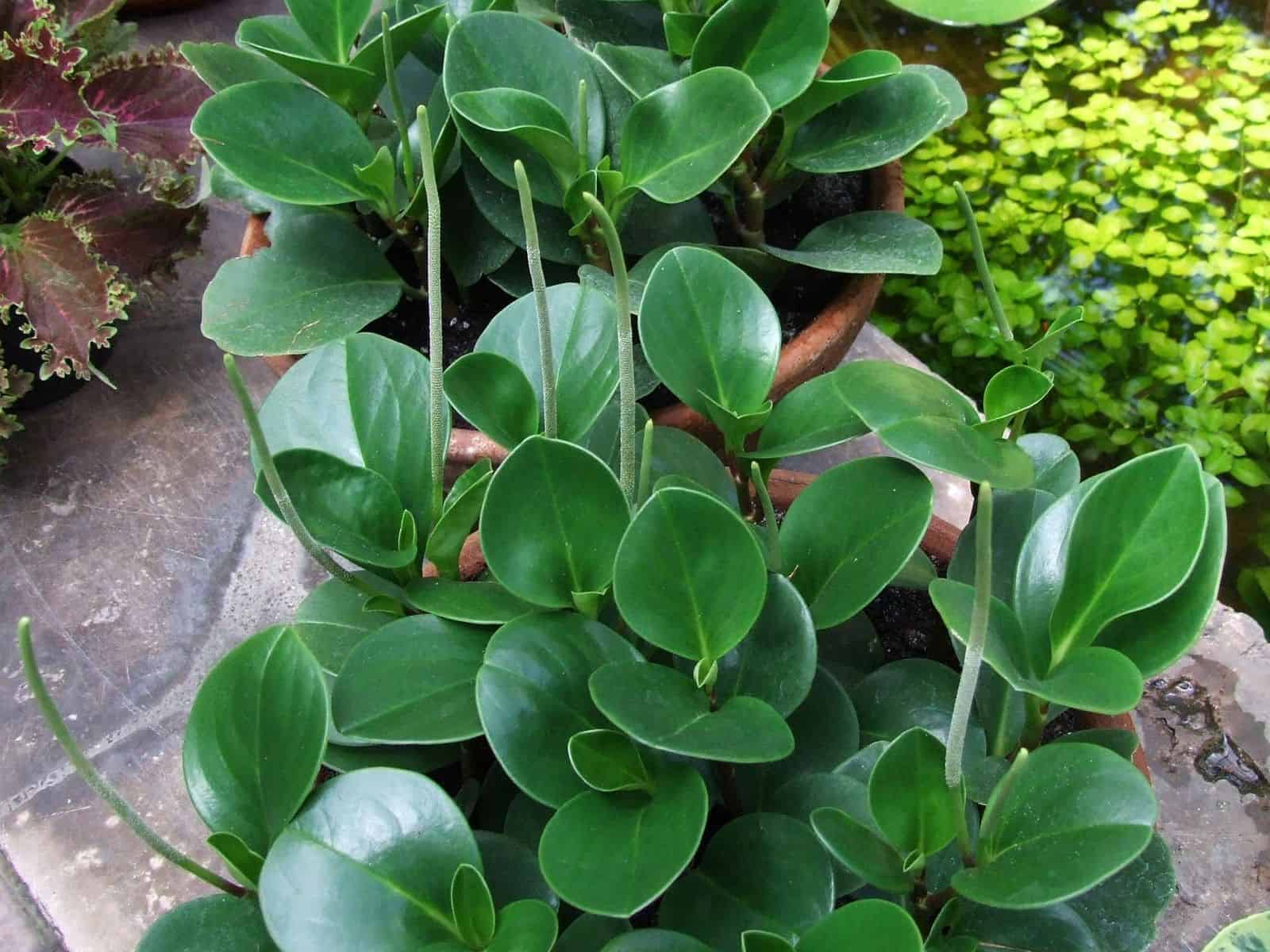 Potted Peperomia obtusifolia (baby rubber plant) with thick, glossy, oval green leaves in a terracotta pot.