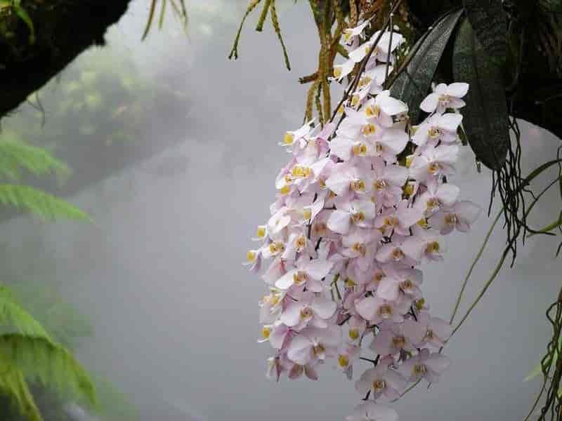 Phalaenopsis orchid (moth orchid) with a cascading spray of pale pink and white flowers, growing mounted with its leaves visible in a misty greenhouse.