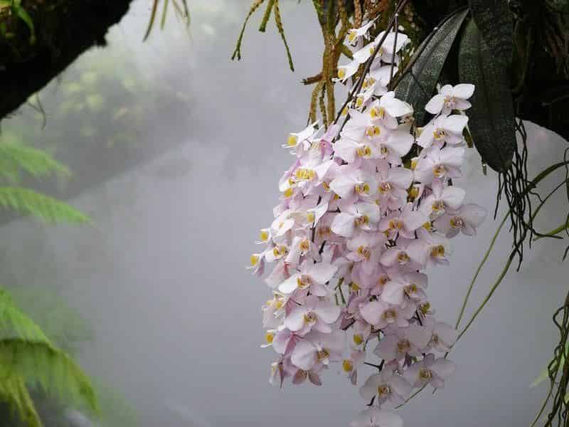 Phalaenopsis orchid (moth orchid) with a cascading spray of pale pink and white flowers, growing mounted with its leaves visible in a misty greenhouse.
