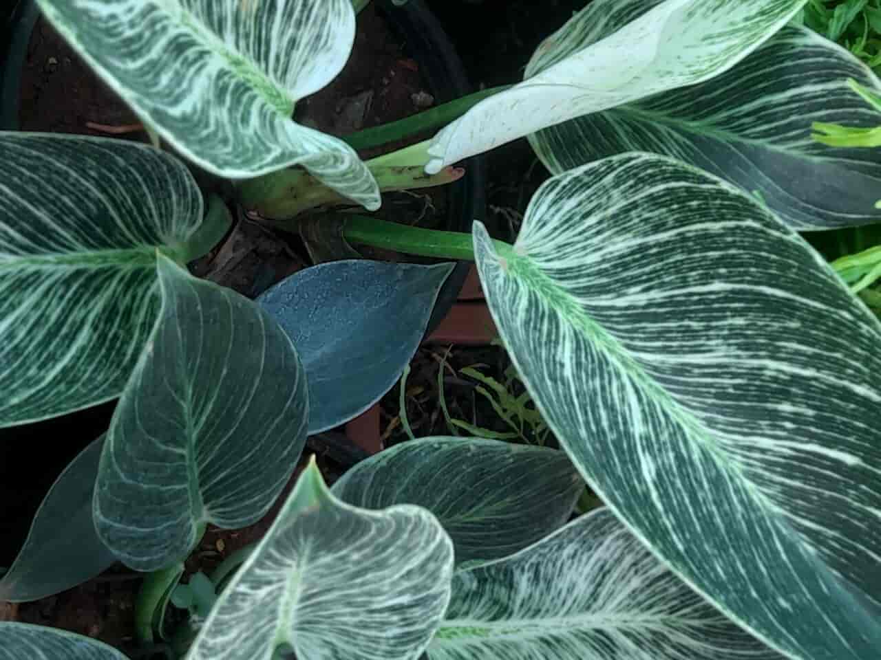 Philodendron 'Birkin' rosette with dark green leaves showing fine cream pinstripes