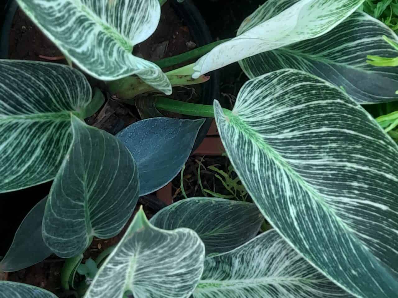 Philodendron 'Birkin' rosette with dark green leaves showing fine cream pinstripes