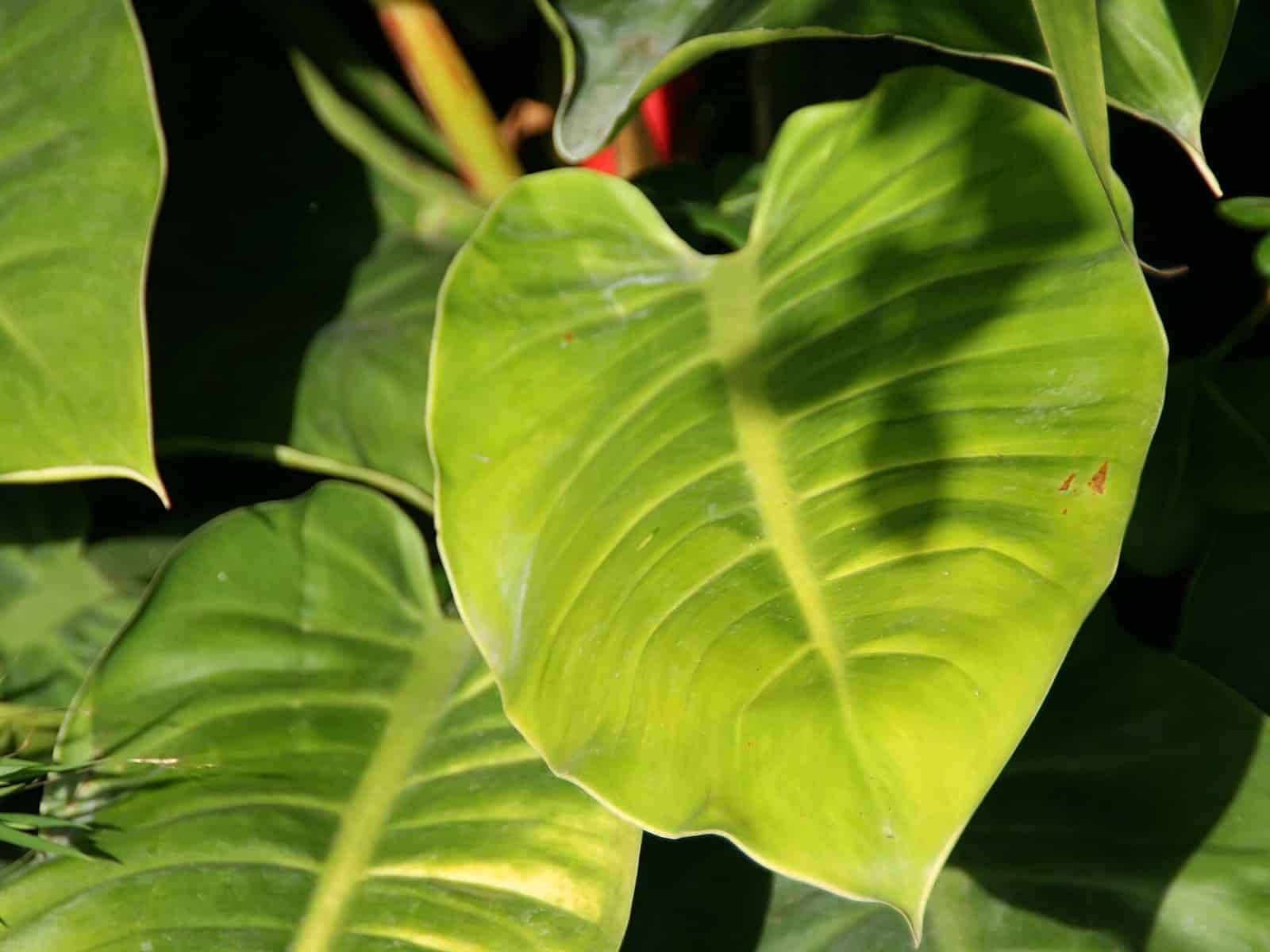 Philodendron 'Moonlight' rosette with a bright chartreuse-yellow new leaf emerging among mature deeper-green leaves