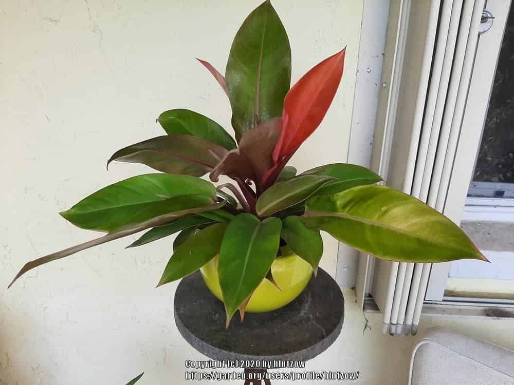 A potted Philodendron 'Prince of Orange' with glossy leaves emerging orange-red and maturing to green, arranged in a full rosette.