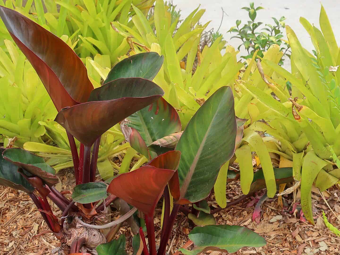 Philodendron 'Rojo Congo' (Red Congo) with new leaves emerging deep red-burgundy on red petioles beside mature dark green leaves