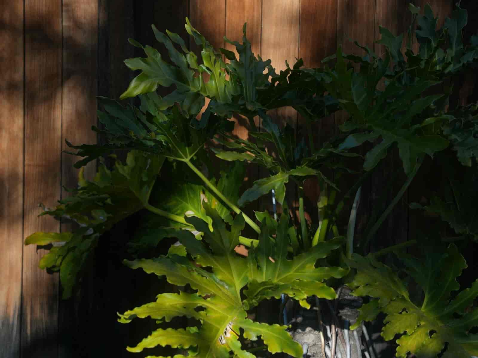 A single potted split-leaf philodendron (Thaumatophyllum bipinnatifidum) in a dark planter against a wood-panel wall, showing its full bushy form with large, deeply lobed leaves.