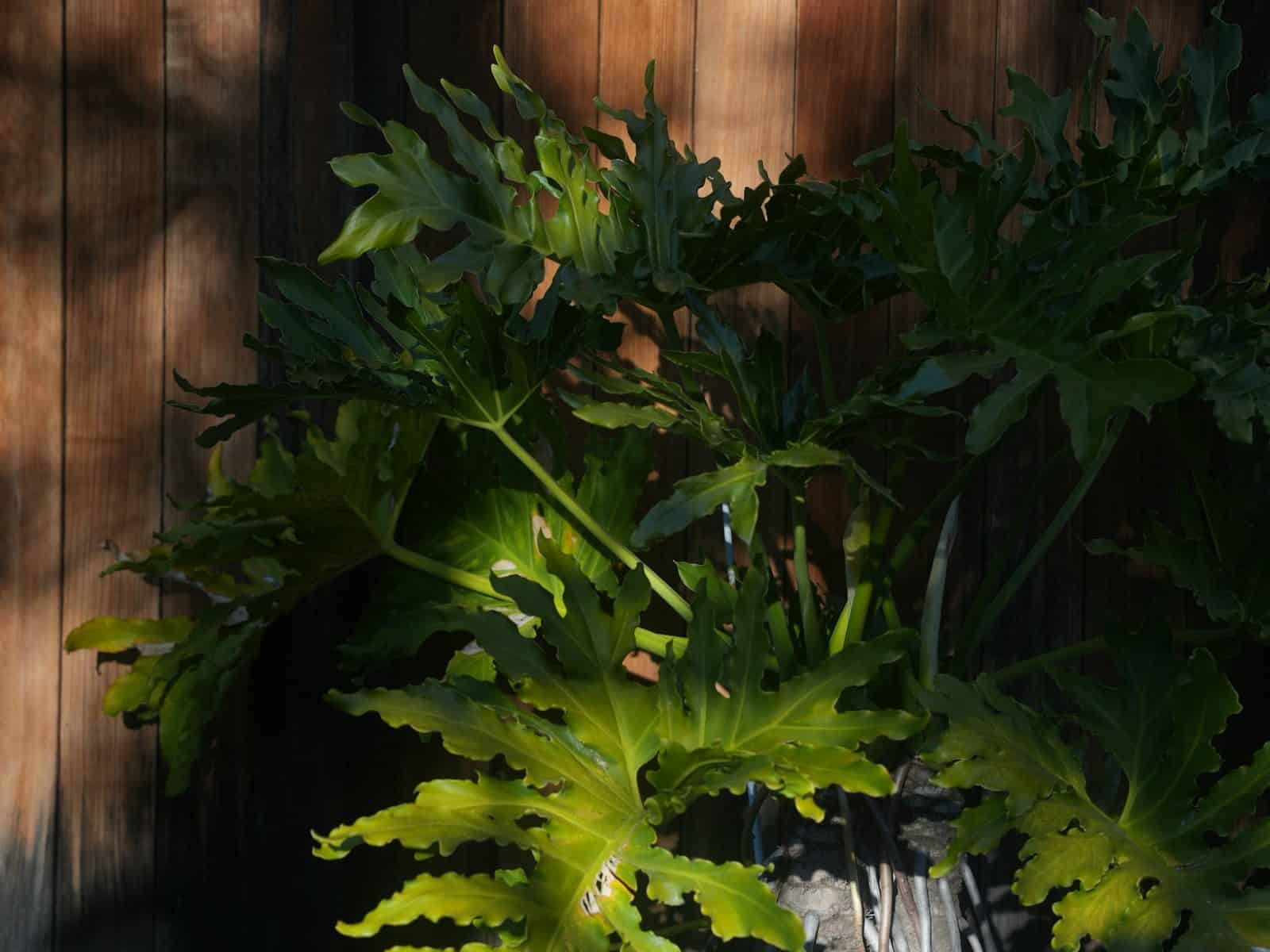A single potted split-leaf philodendron (Thaumatophyllum bipinnatifidum) in a dark planter against a wood-panel wall, showing its full bushy form with large, deeply lobed leaves.