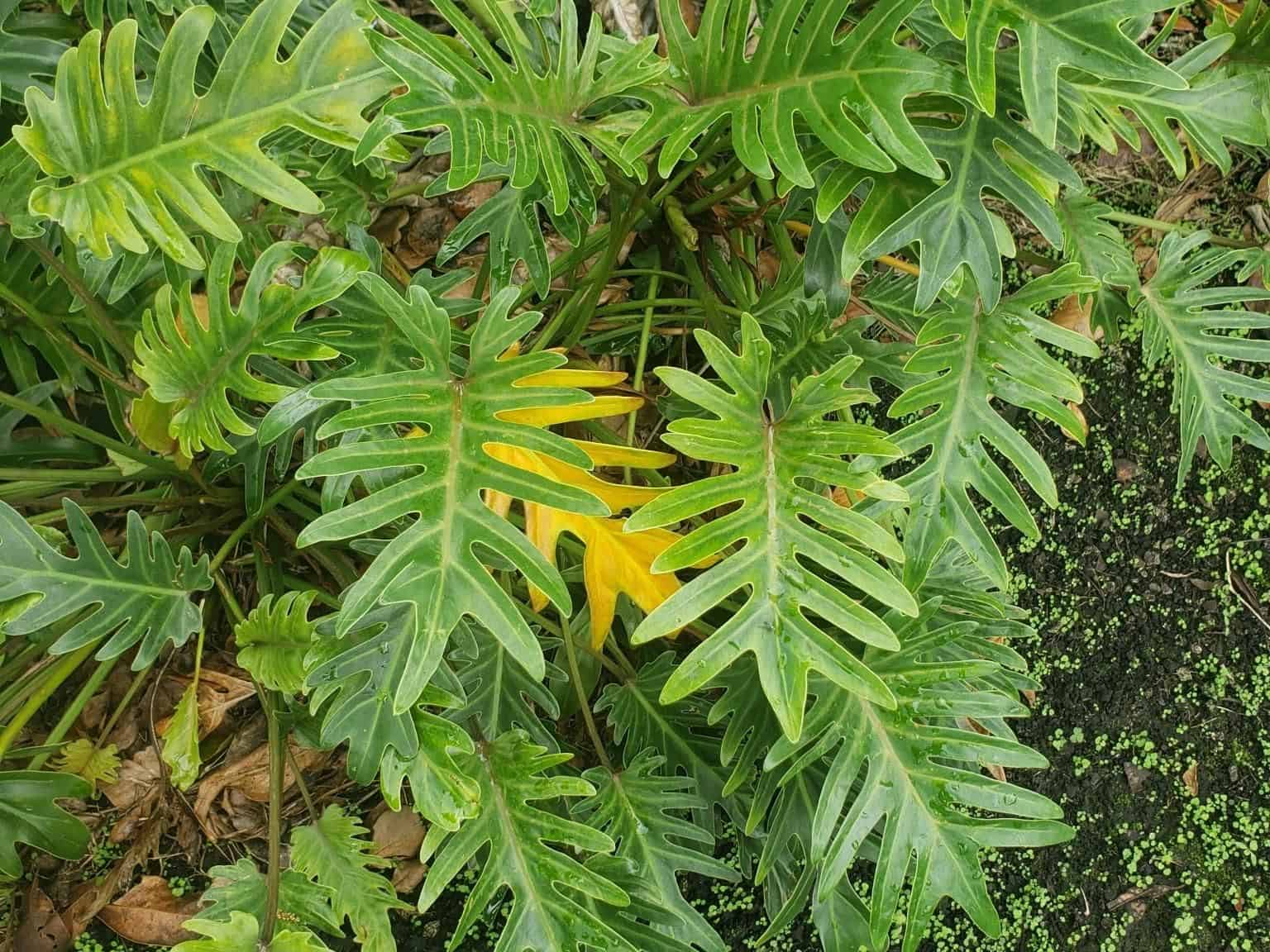 A clump of Philodendron Xanadu (Thaumatophyllum xanadu) with deeply lobed, glossy dark green leaves radiating from a central point, growing outdoors.