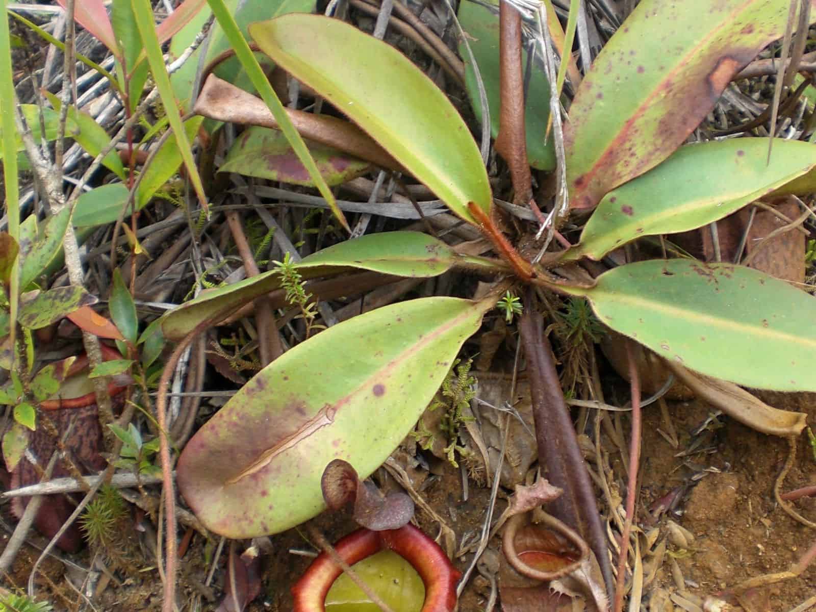 A Nepenthes pitcher plant rosette of green mottled leaves with a red-and-green pitcher hanging below, growing outdoors among grasses.