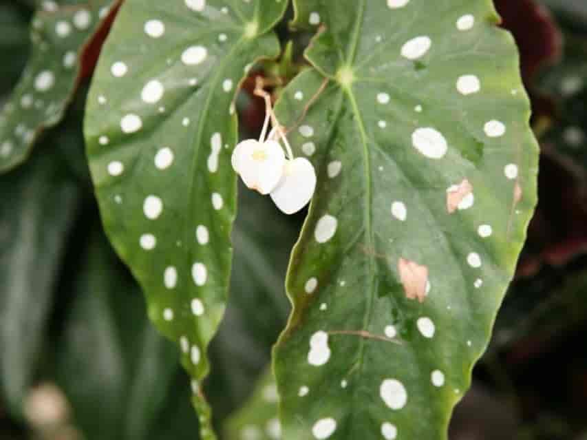 Close-up of Begonia maculata leaves, dark green with rows of silvery-white spots, with small white flowers.