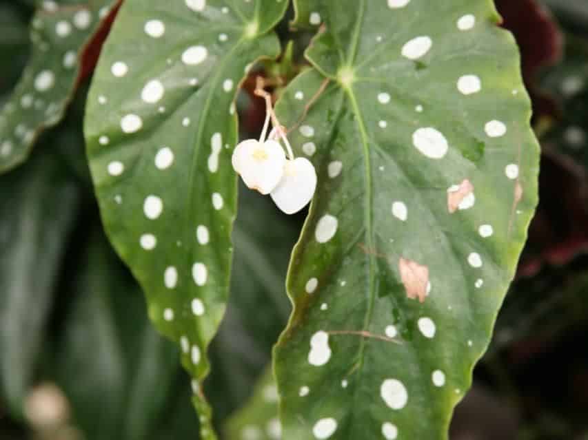 Close-up of Begonia maculata leaves, dark green with rows of silvery-white spots, with small white flowers.