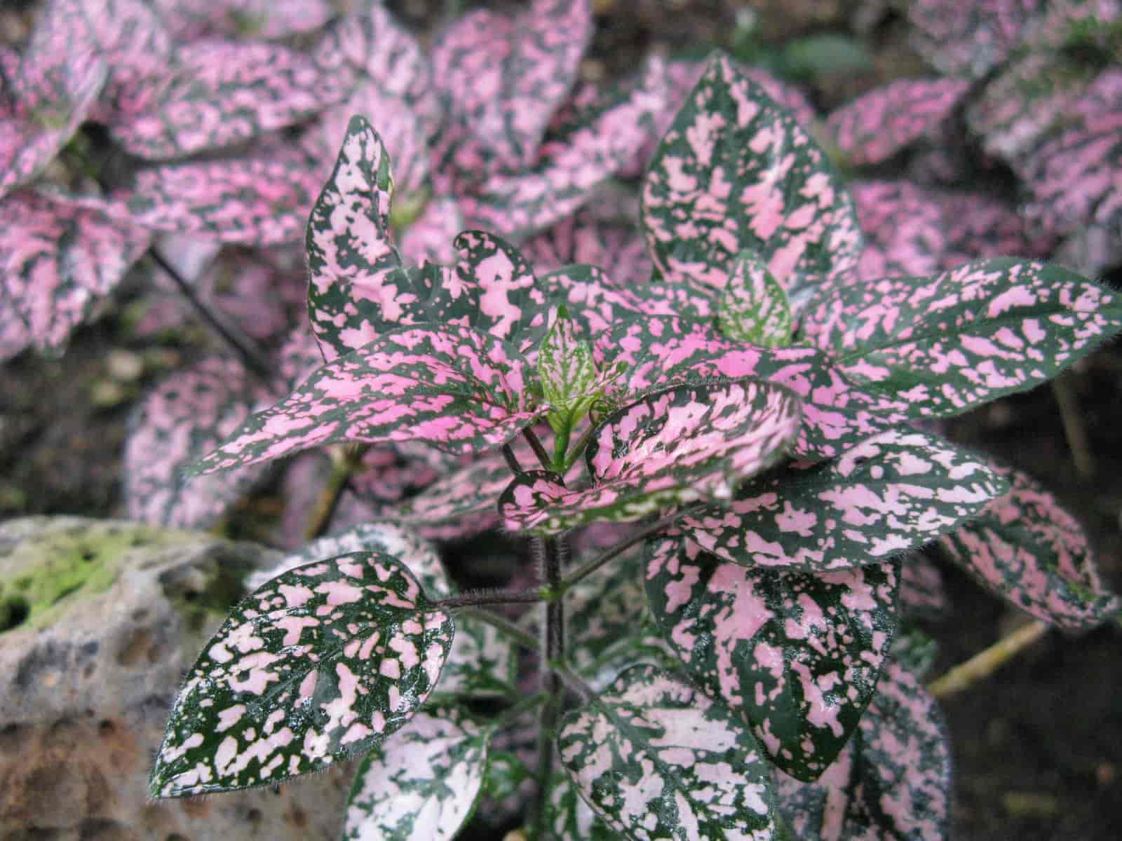A single Hypoestes phyllostachya (polka dot plant) with pink and green speckled leaves, growing outdoors.