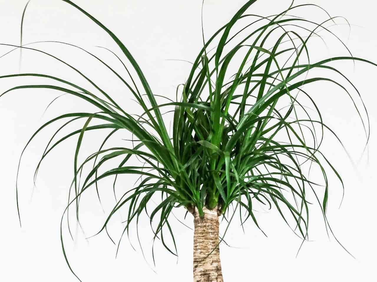 Ponytail palm with a swollen trunk and long curling leaves in a white pot