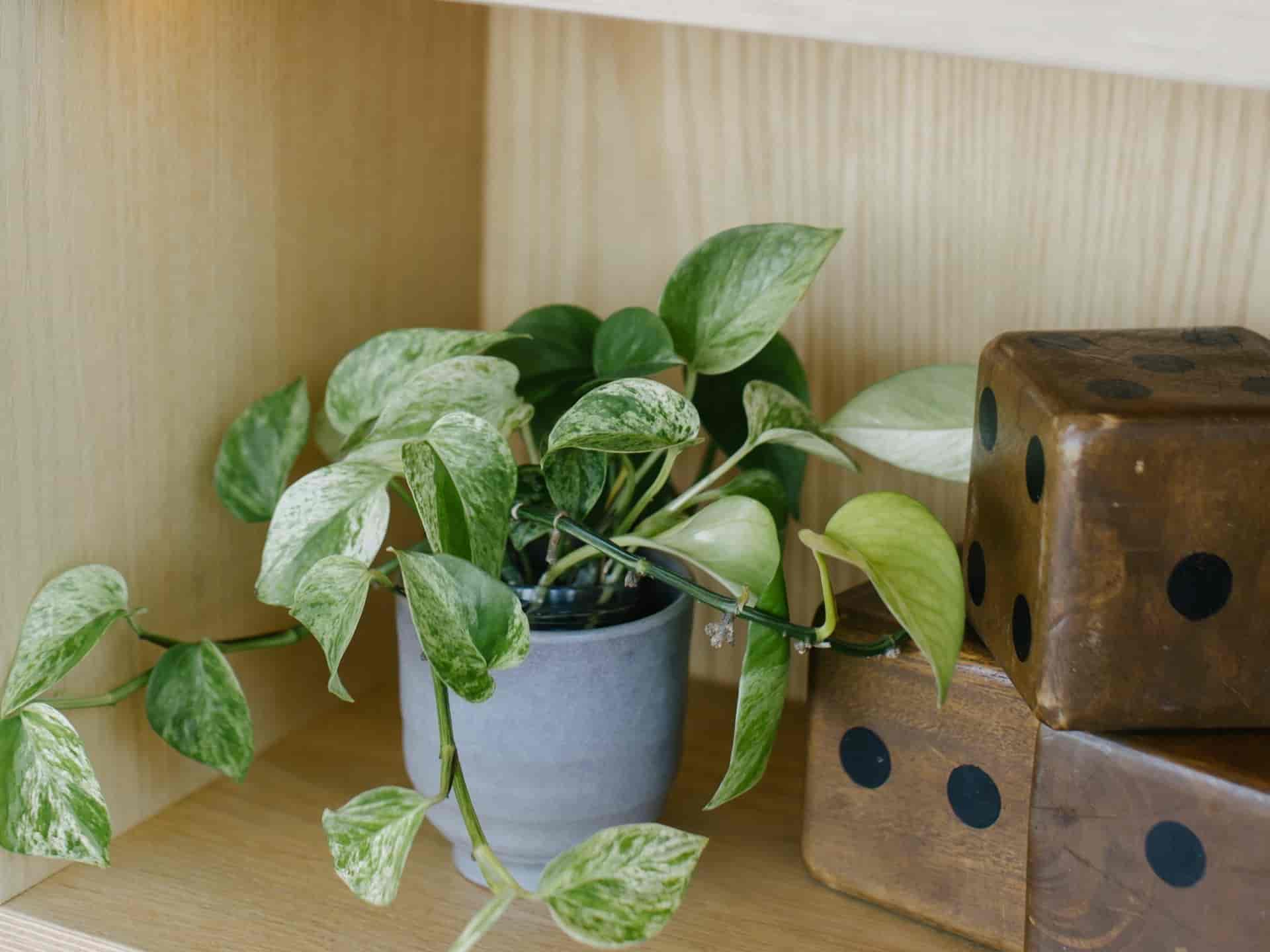 Marble Queen pothos trailing from a grey pot on an office shelf