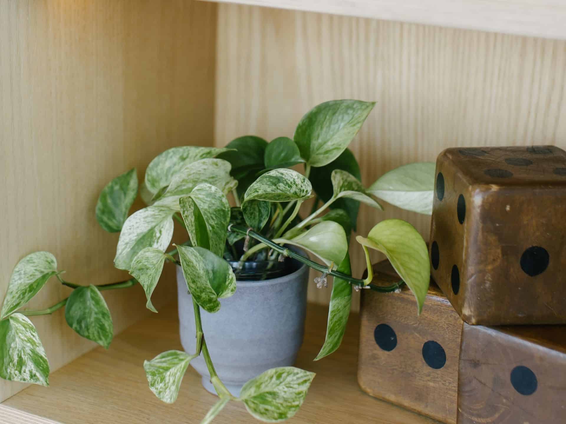 Marble Queen pothos trailing from a grey pot on an office shelf