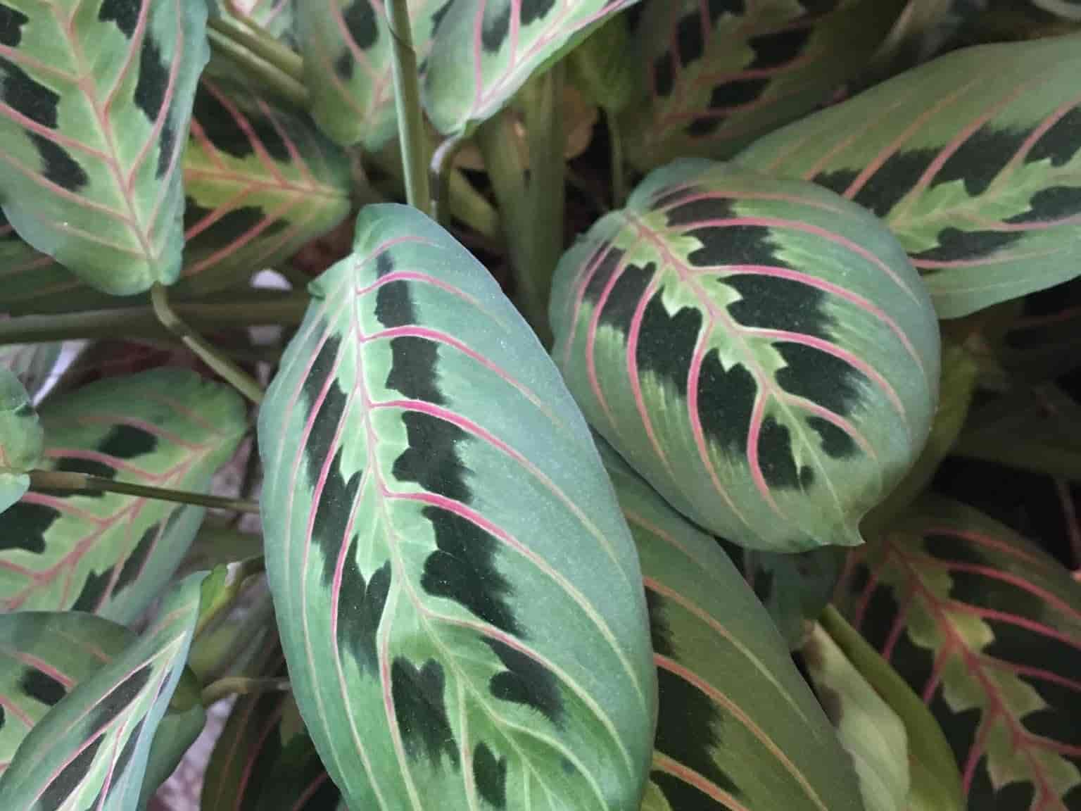 A potted Maranta leuconeura (prayer plant) with oval leaves marked by dark green blotches and pink veins, growing indoors.