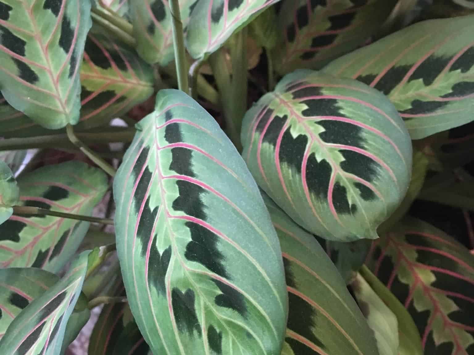A potted Maranta leuconeura (prayer plant) with oval leaves marked by dark green blotches and pink veins, growing indoors.