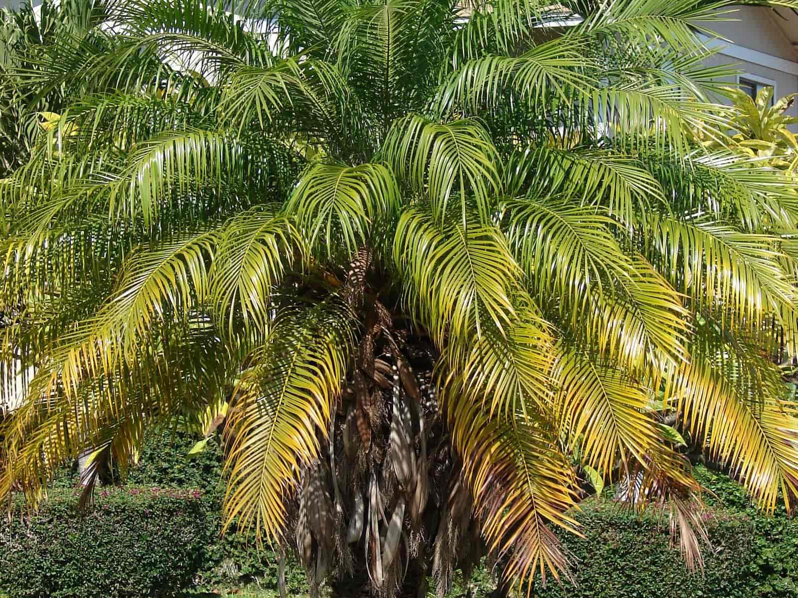 A single Phoenix roebelenii (pygmy date palm) tree with arching feathery fronds, growing in a residential garden.
