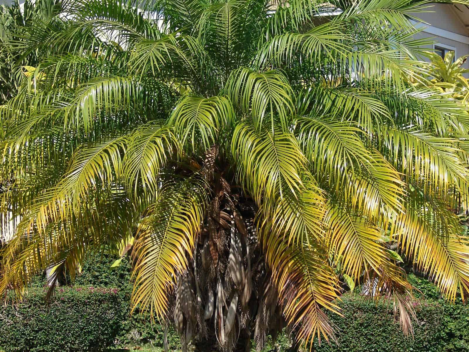 A single Phoenix roebelenii (pygmy date palm) tree with arching feathery fronds, growing in a residential garden.