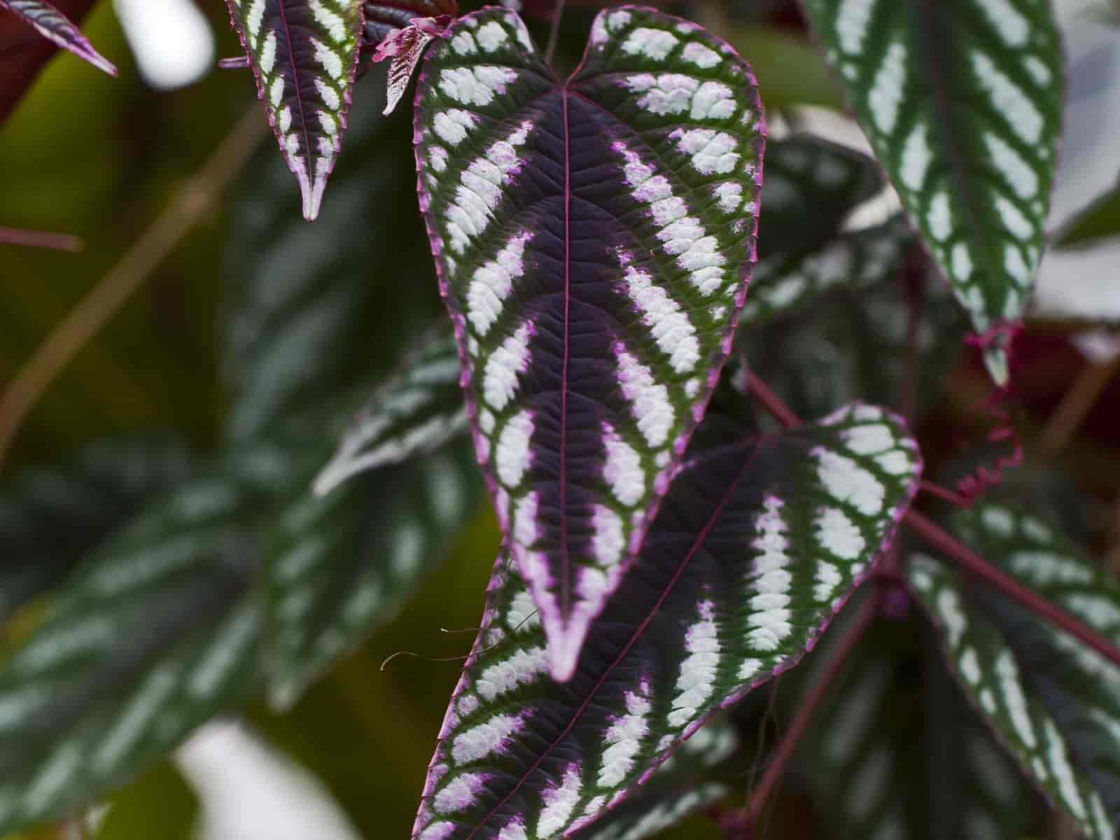 Cissus discolor (rex begonia vine) leaves with dark purple-green coloring and silvery-white striped patterning.