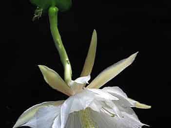 A ric rac cactus (Disocactus anguliger) stem with a large white flower, showing its characteristic zigzag-shaped leaf pad.