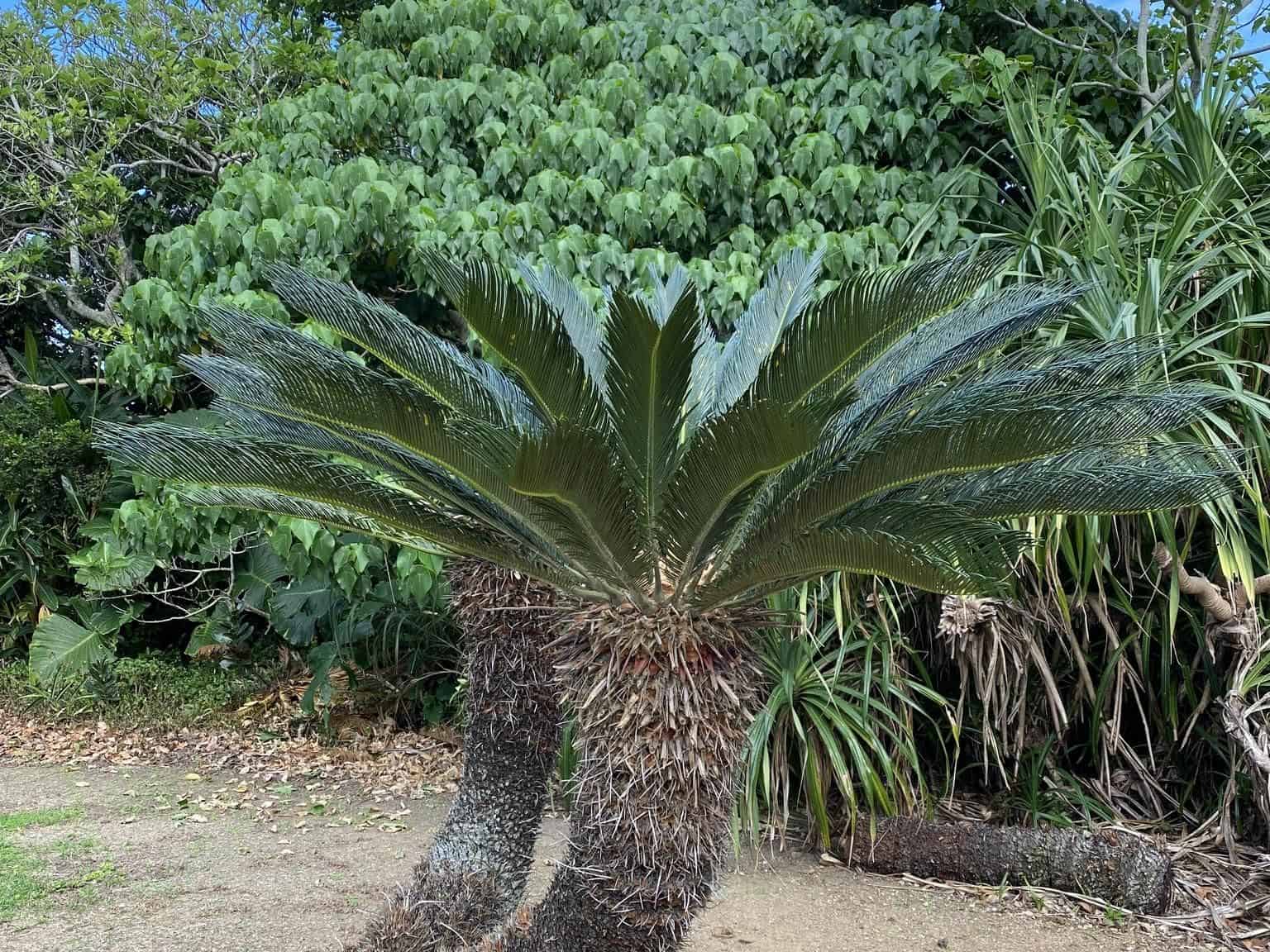 A single Cycas revoluta (sago palm) with a shaggy trunk and a crown of stiff, arching dark green fronds, growing outdoors.