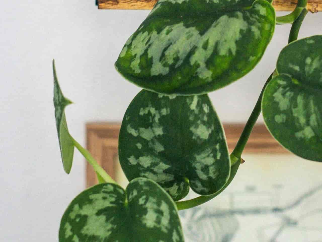 Satin pothos trailing, leaves silver-flecked on deep green