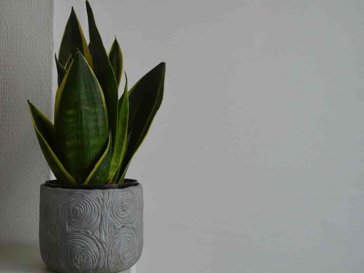 Snake plant with upright yellow-edged leaves in a grey ceramic pot