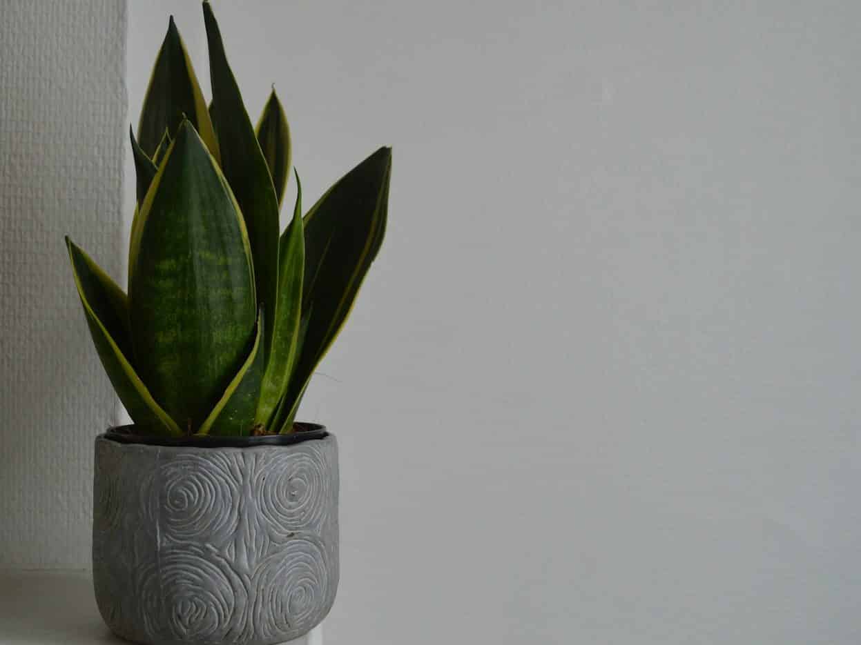 Snake plant with upright yellow-edged leaves in a grey ceramic pot