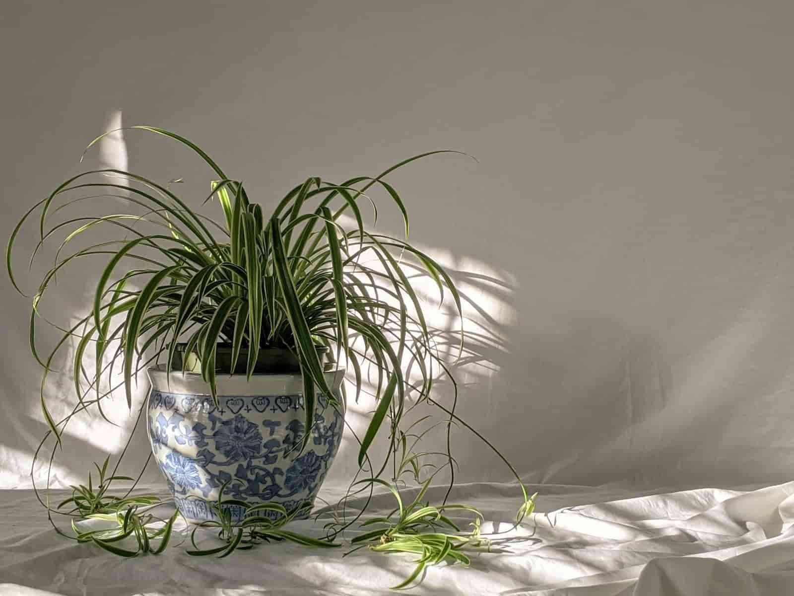 Spider plant arching from a patterned pot, plantlets hanging below