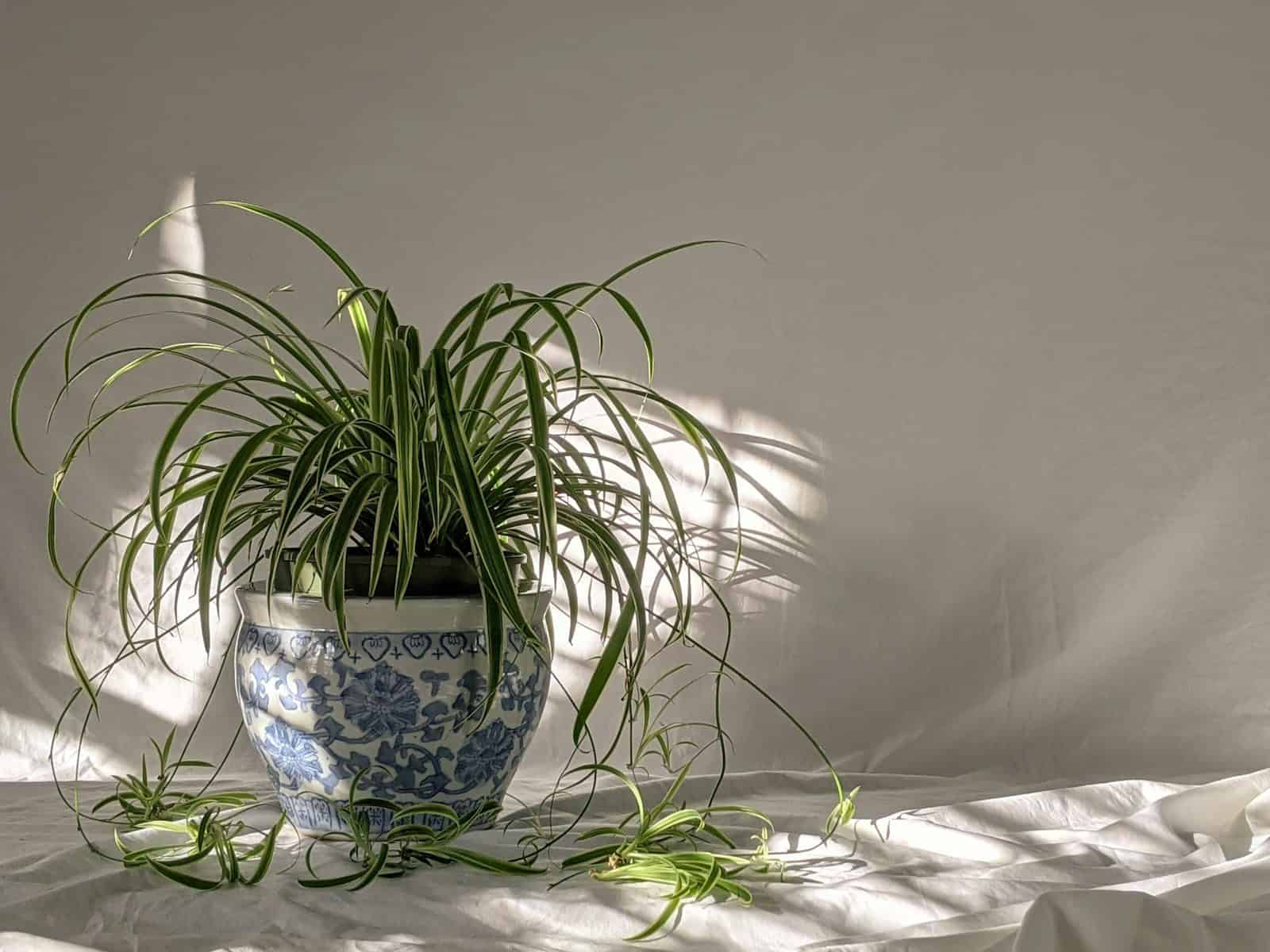 Spider plant arching from a patterned pot, plantlets hanging below