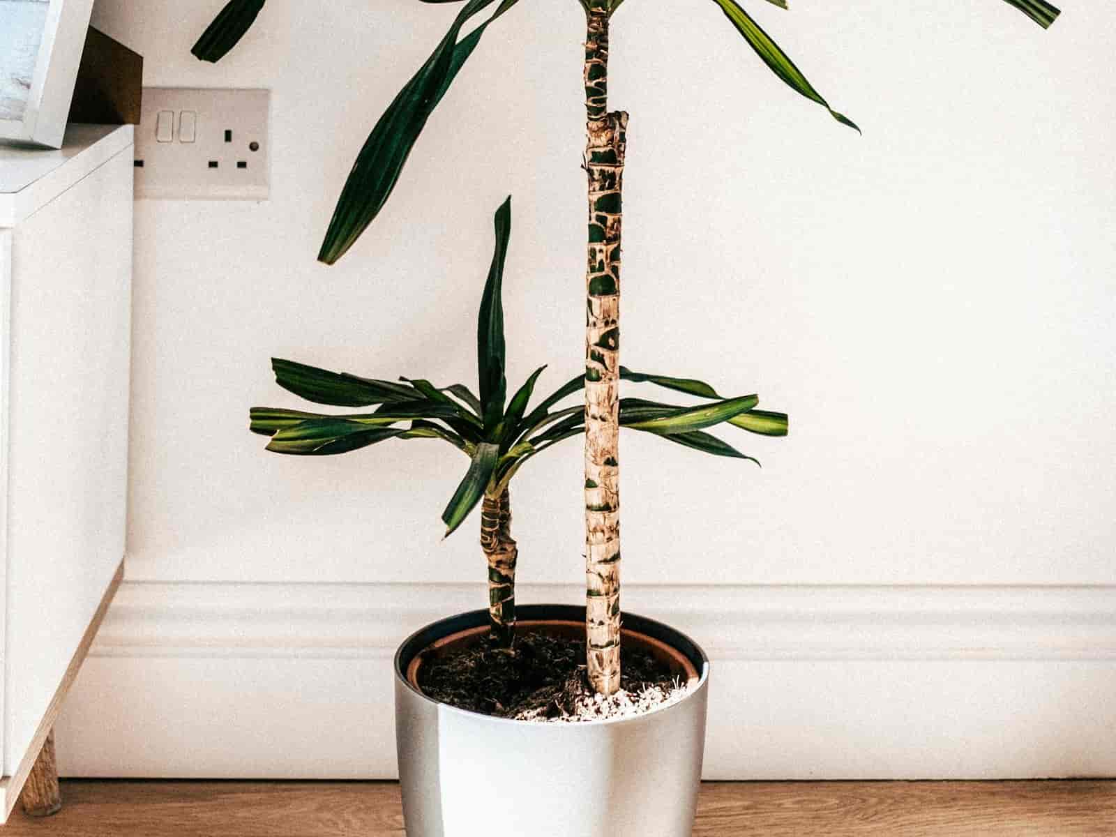 A single potted spineless yucca (Yucca elephantipes) against a white studio background, showing its thick woody cane trunks topped with rosettes of stiff, strap-shaped leaves.