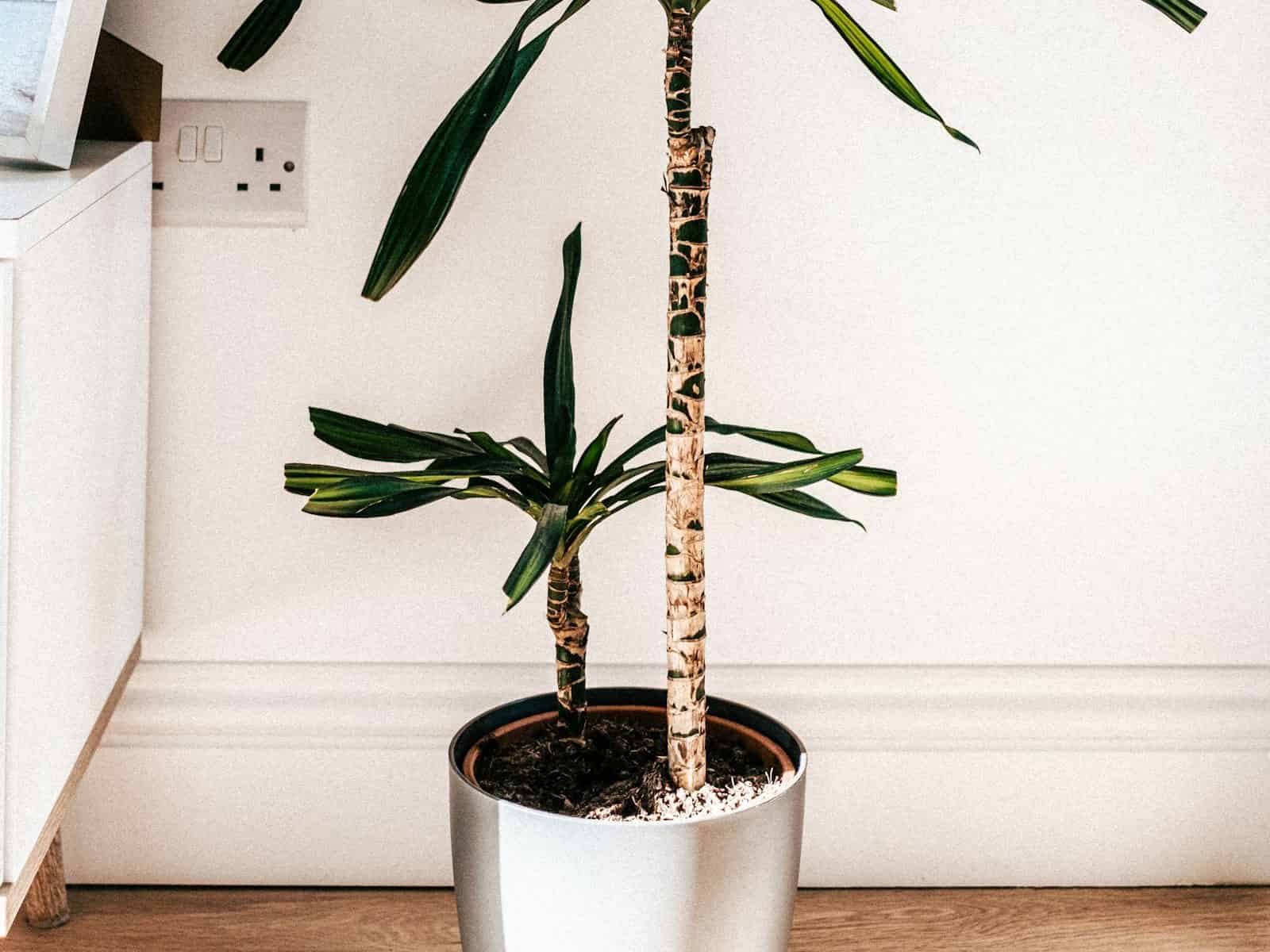 A single potted spineless yucca (Yucca elephantipes) against a white studio background, showing its thick woody cane trunks topped with rosettes of stiff, strap-shaped leaves.