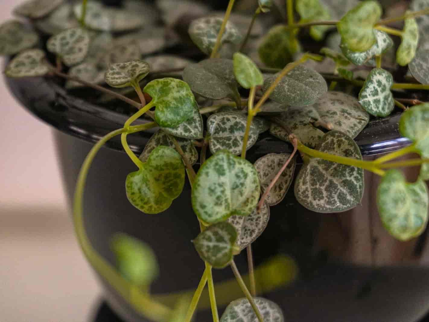 String of hearts trailing with small marbled heart-shaped leaves