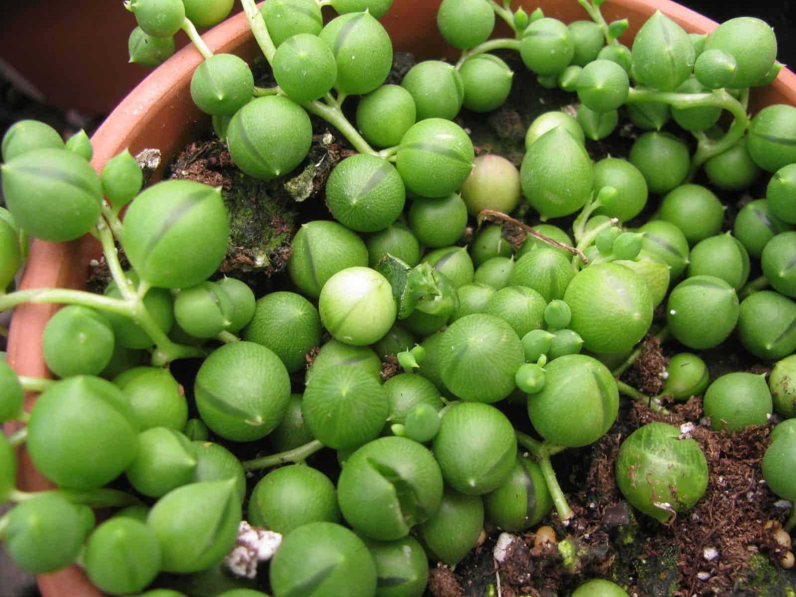 Close-up of string of pearls succulent with round bead-like leaves trailing over the rim of a terracotta pot.
