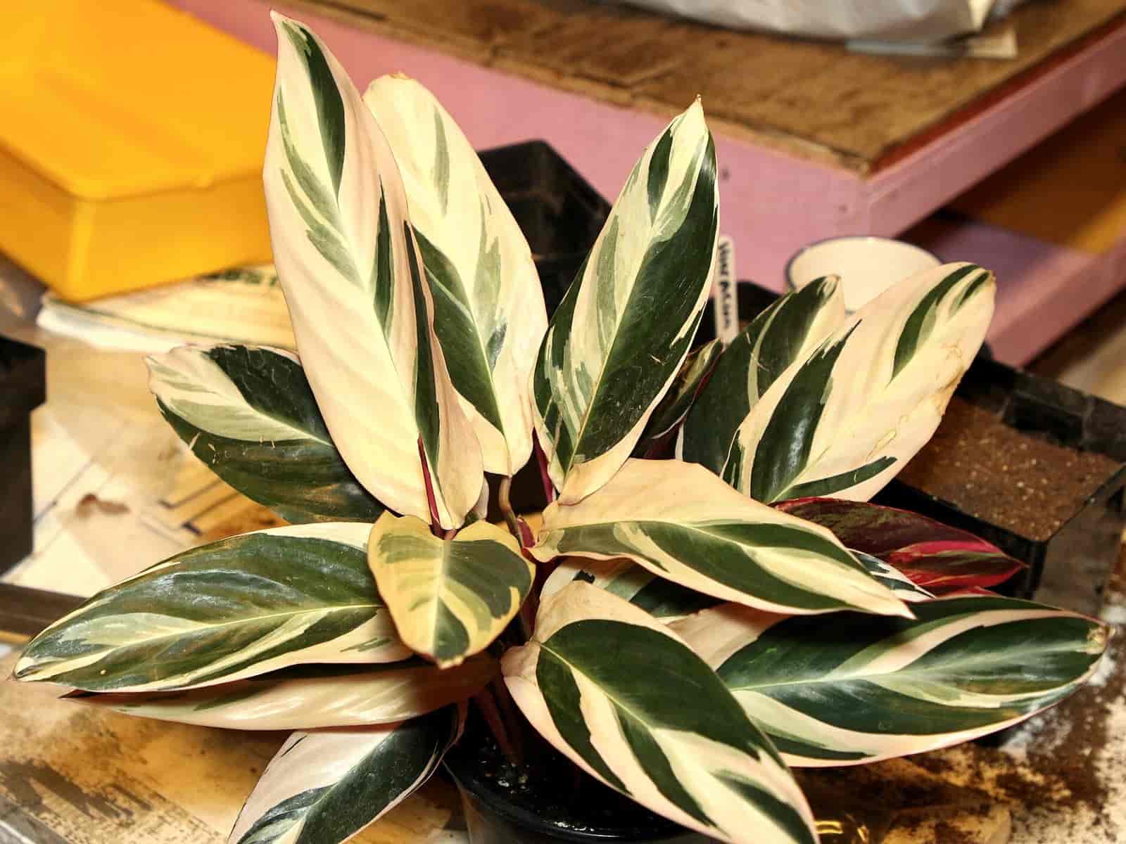 Stromanthe sanguinea 'Triostar' plant with oblong leaves splashed in cream, green and pink