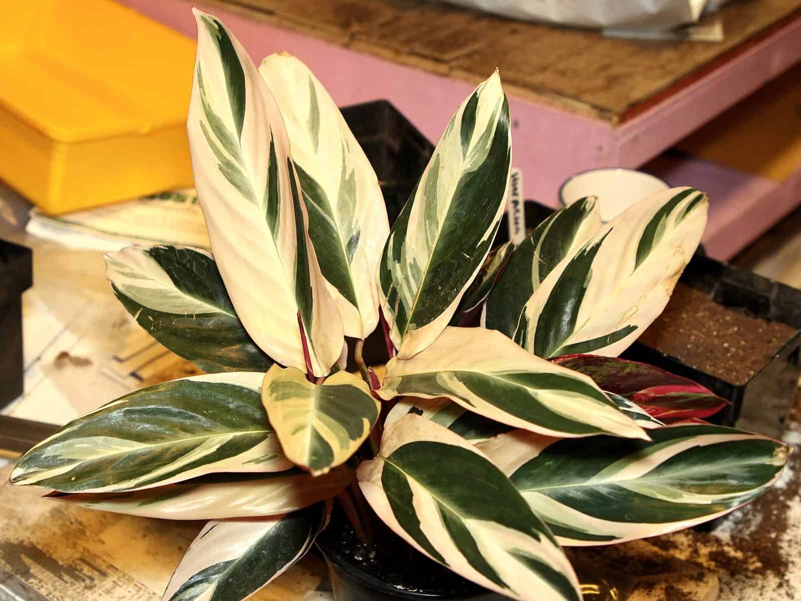 Stromanthe sanguinea 'Triostar' plant with oblong leaves splashed in cream, green and pink